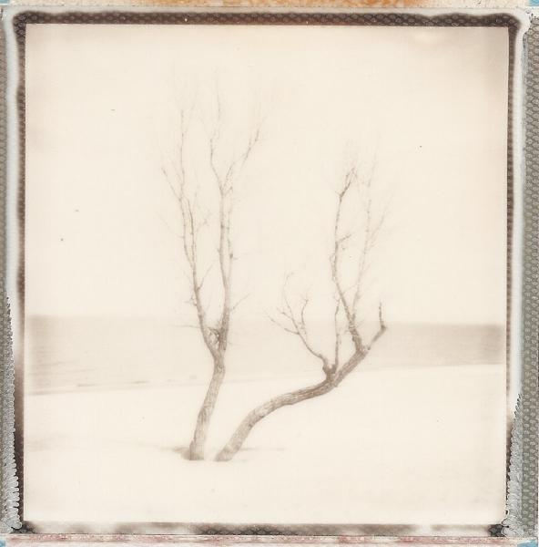 Warren Dunes Tree picture