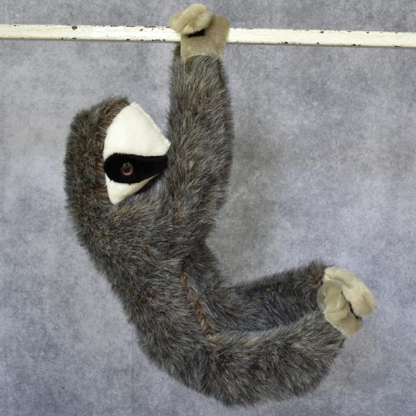 Sloth picture