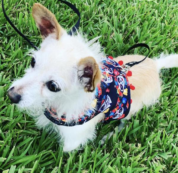 Day of the Dead dog harness picture