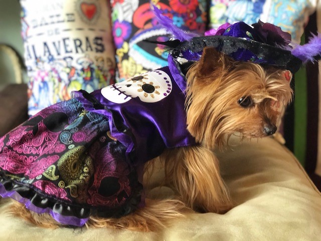 Day of the Dead Dog girl dresss picture