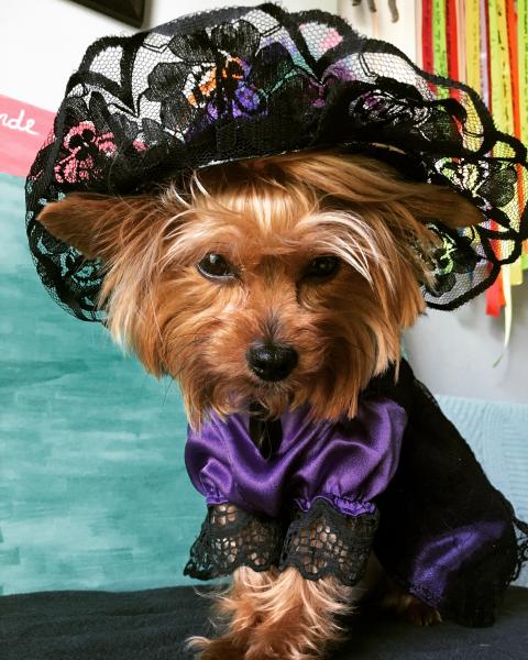 Catrina Dog Costume picture