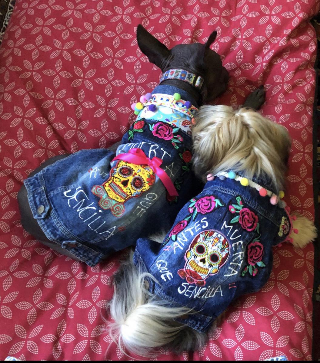 Denim dog jackets picture