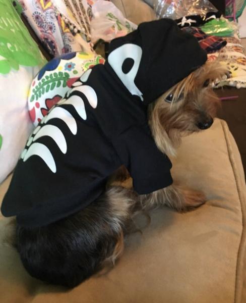 Skeleton dog hoodies picture