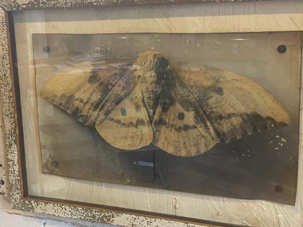 moth picture