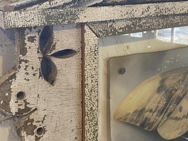 moth picture