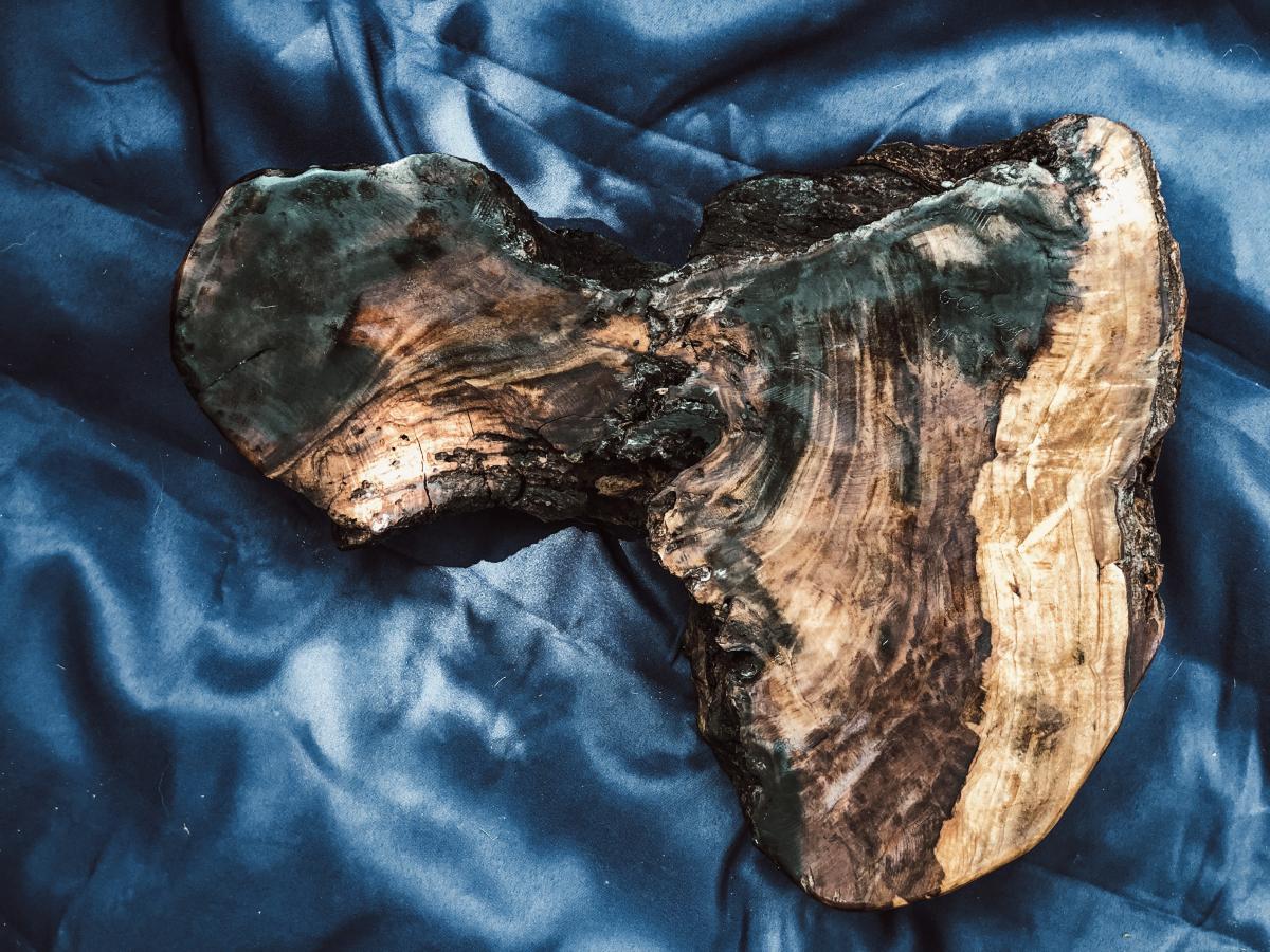 Curved Lightning Poplar Root picture