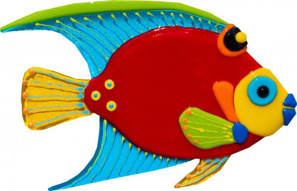 Queen Angelfish - Large - Red