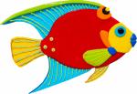 Queen Angelfish - Small - Red