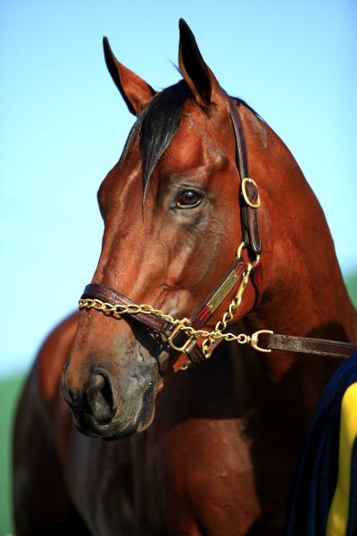 American Pharoah, 2015 Triple Crown Champion picture