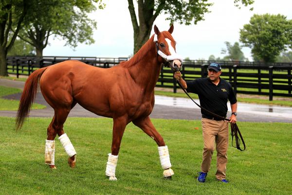 0263, Justify, 2018 Triple Crown Champion, Winstar Farm, Versailles, Kentucky picture