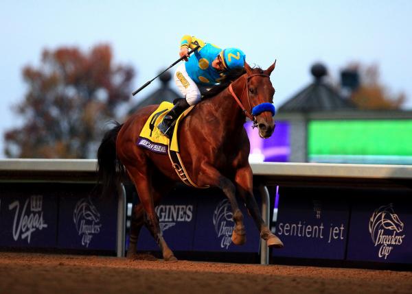 American Pharoah 2015 Grand Slam Collector's Frame picture