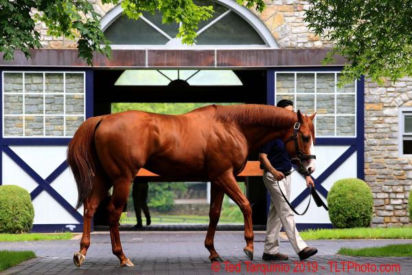 #0934, Justify, 2018 Triple Crown Champion @ Coolmore Farm, Versailles, Kentucky picture