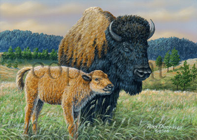 Buffalo with Calf - Giclee Canvas picture