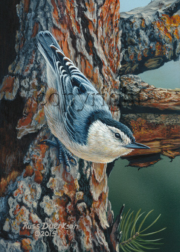 White-breasted Nuthatch - Giclee Canvas