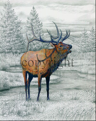 Elk - Giclee Canvas picture