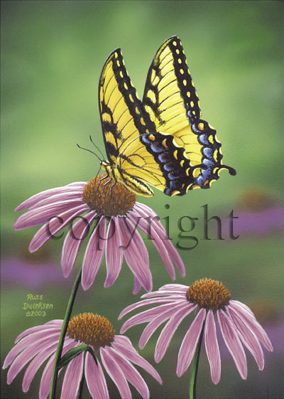 Tiger Swallowtail - Canvas Giclee picture