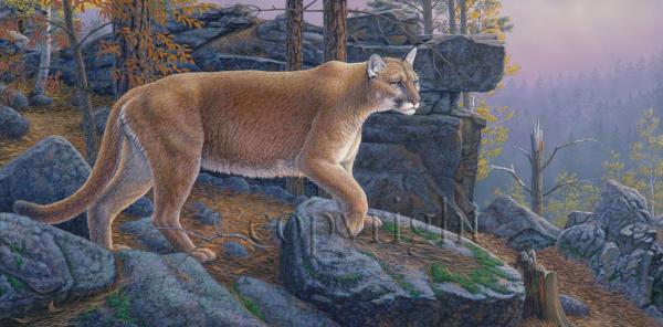 "Cougar Country" - Giclee Canvas picture