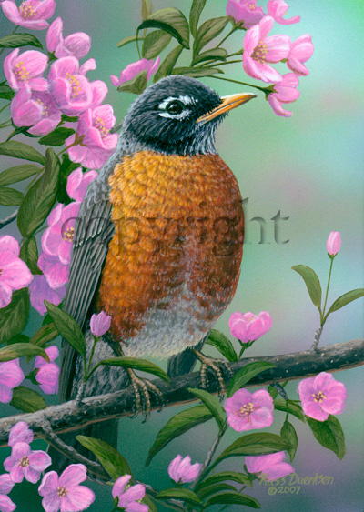 Robin - Giclee Canvas picture