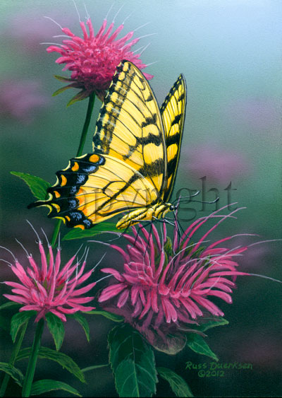 Tiger Swallowtail on Bee Balm - Canvas Giclee picture