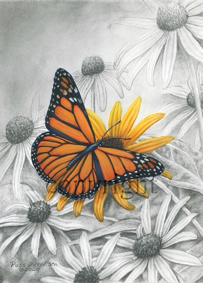 "Monarch" - Giclee Canvas picture