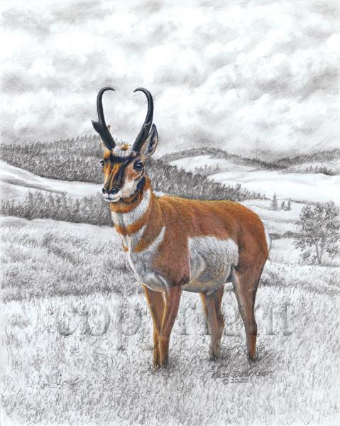 Pronghorn - Giclee Canvas picture