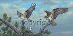 "Osprey Family"  - Giclee Canvas