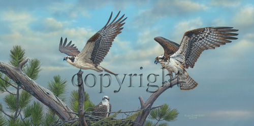 "Osprey Family"  - Giclee Canvas picture