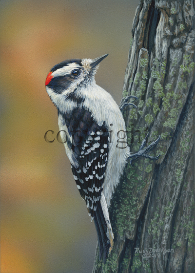 Downy on Tree - Giclee Canvas picture