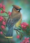 Cedar Waxwing- Giclee Canvas