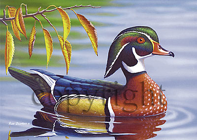 Wood Duck - Giclee Canvas picture