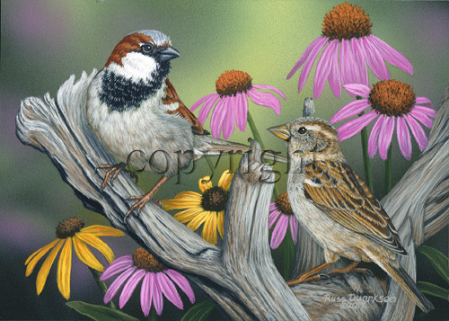 House Sparrow -Giclee Canvas picture