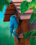 "Nesting Season - Mountain Bluebirds" - Giclee Canvas