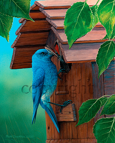 "Nesting Season - Mountain Bluebirds" - Giclee Canvas