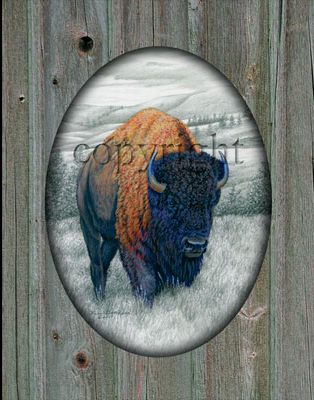 "Bison" - 11" x 14" Giclee Canvas with printed barn wood picture