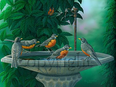 "Bathing Robins" - Giclee Canvas picture