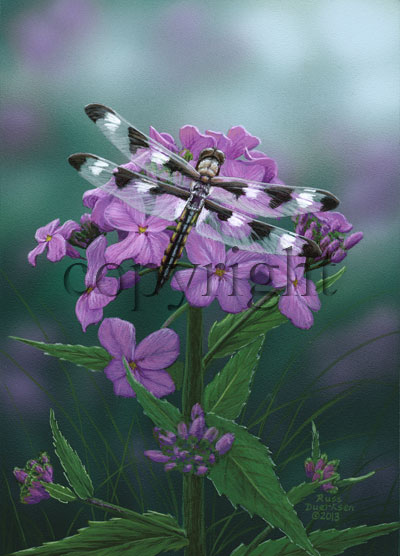 Twelve Spotted Skimmer - Giclee Canvas picture