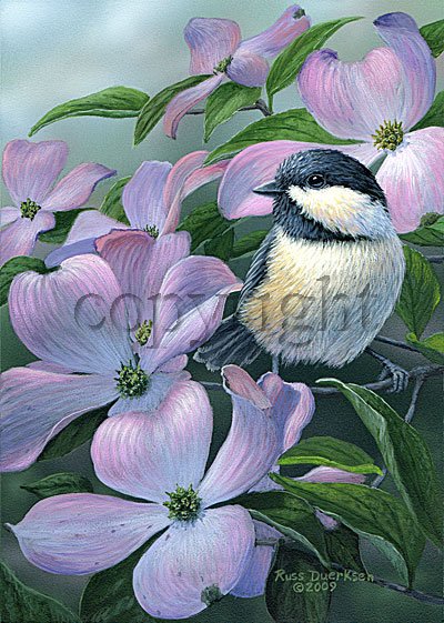 Chickadee on Dogwood- Giclee Canvas picture