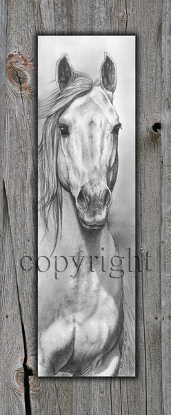 "Comanche"  - Giclee Canvas picture