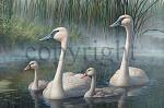 "TLC - Swans"  - Giclee Canvas