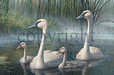 "TLC - Swans"  - Giclee Canvas picture