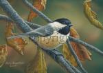 Chickadee in Autumn - Giclee Canvas