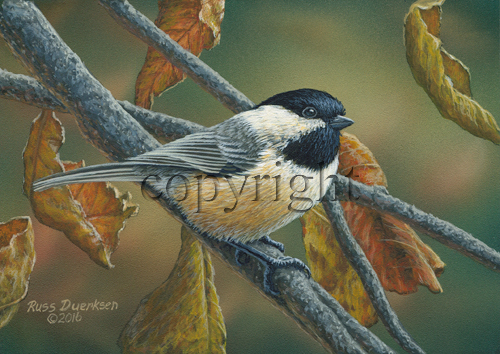 Chickadee in Autumn - Giclee Canvas picture