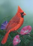 Cardinal on Morning Glories - Giclee Canvas