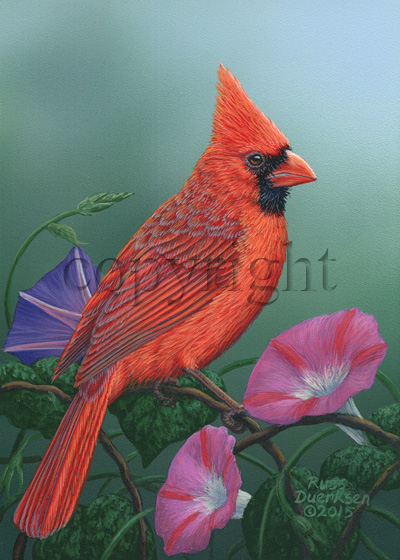 Cardinal on Morning Glories - Giclee Canvas picture