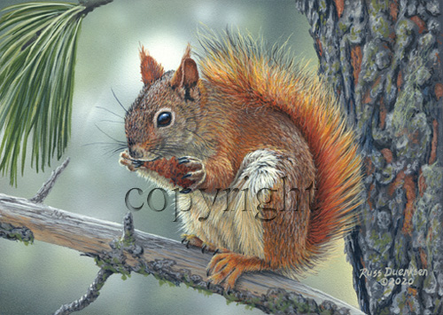 Red Squirrel - Giclee Canvas picture