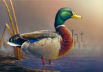 "Greenhead"  - Giclee Canvas