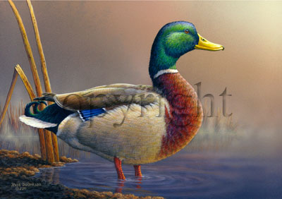 "Greenhead"  - Giclee Canvas picture