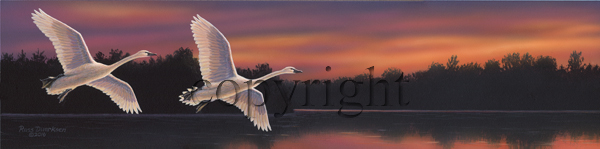 "Sunset Swans"  - Giclee Canvas