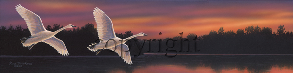 "Sunset Swans"  - Giclee Canvas picture