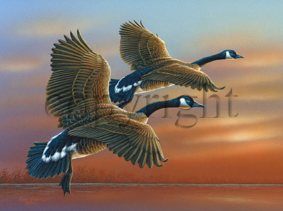 "Gliding In"  - Giclee Canvas picture